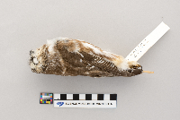 Aegolius acadicus image