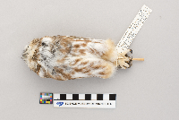 Aegolius acadicus image