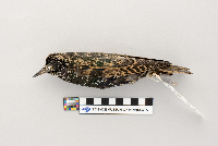 Sturnus vulgaris image