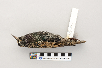 Sturnus vulgaris image