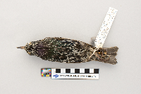Sturnus vulgaris image