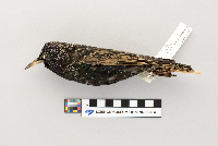 Sturnus vulgaris image