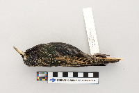 Sturnus vulgaris image
