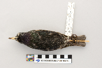 Sturnus vulgaris image