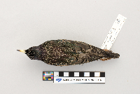 Sturnus vulgaris image