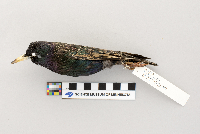 Sturnus vulgaris image