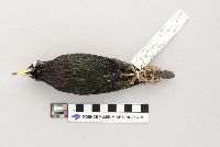Sturnus vulgaris image