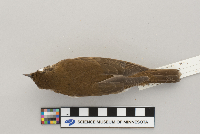 Catharus fuscescens image