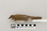 Catharus fuscescens image