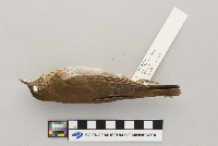 Catharus fuscescens image