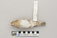 Catharus fuscescens image