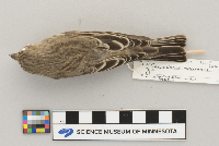 Carpodacus mexicanus image