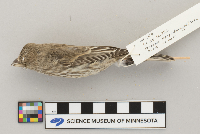 Carpodacus mexicanus image