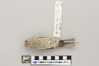 Carpodacus mexicanus image