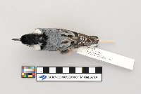 Sitta carolinensis image