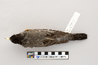 Turdus migratorius image