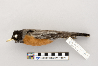 Turdus migratorius image