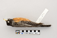 Turdus migratorius image