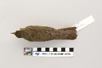 Catharus ustulatus image