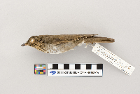 Catharus ustulatus image