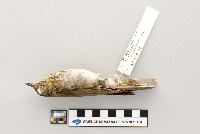 Catharus ustulatus image