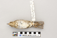 Catharus ustulatus image