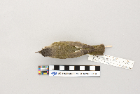 Vireo olivaceus image