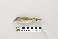 Vireo olivaceus image