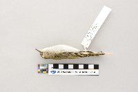 Vireo olivaceus image