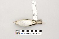 Vireo olivaceus image