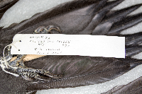 Dryocopus pileatus image