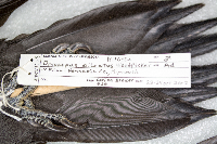 Dryocopus pileatus image