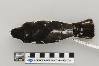 Pheucticus ludovicianus image