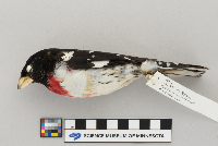 Pheucticus ludovicianus image