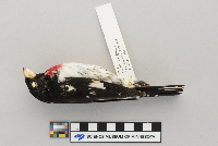 Pheucticus ludovicianus image
