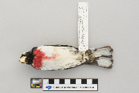 Pheucticus ludovicianus image