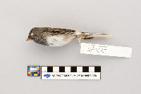 Junco hyemalis image