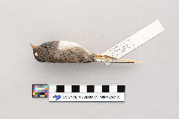 Junco hyemalis image