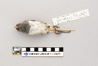 Junco hyemalis image