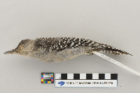 Melanerpes carolinus image