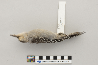 Melanerpes carolinus image