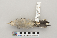 Melanerpes carolinus image