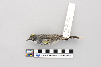 Dendroica coronata image
