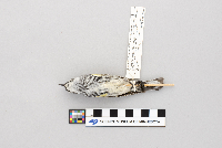 Dendroica coronata image