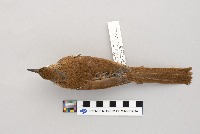 Toxostoma rufum image