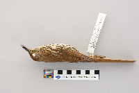 Toxostoma rufum image