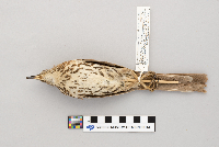 Toxostoma rufum image