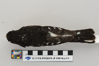 Pheucticus ludovicianus image