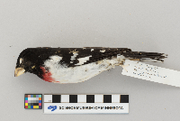 Pheucticus ludovicianus image