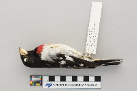 Pheucticus ludovicianus image